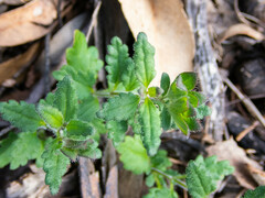 Veronica distans