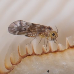Peripsocus subfasciatus