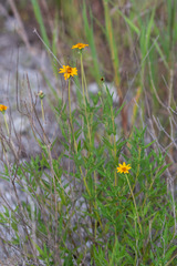 Wedelia hispida
