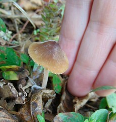 Conocybe tenera