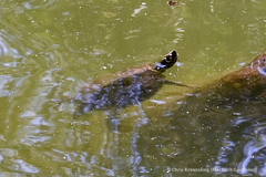 Graptemys pseudogeographica