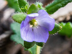 Veronica distans