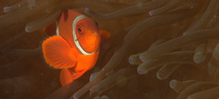 Amphiprion biaculeatus