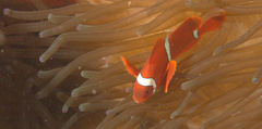 Amphiprion biaculeatus