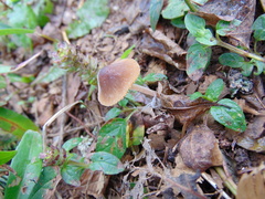 Conocybe tenera