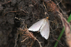 Evergestis aenealis