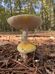 Amanita