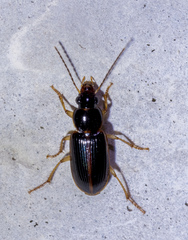 Stenolophus