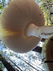 Amanita