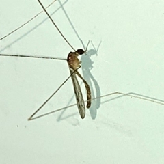 Limoniidae