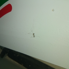 Limoniidae