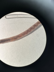 Aporrectodea longa
