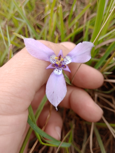 Image of Herbertia Amoena (Herbertia amoena) by (c) Dinorath Echandía Moreira, some rights reserved (CC BY)