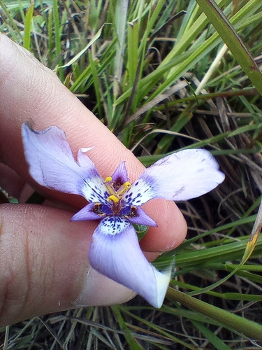 Image of Herbertia Amoena (Herbertia amoena) by (c) Dinorath Echandía Moreira, some rights reserved (CC BY)