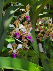 Vanda