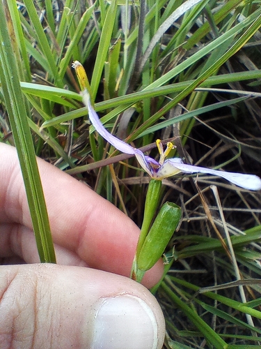 Image of Herbertia Amoena (Herbertia amoena) by (c) Dinorath Echandía Moreira, some rights reserved (CC BY)