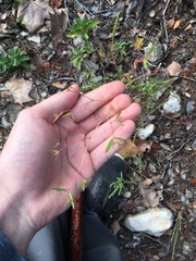 Euphorbia nutans