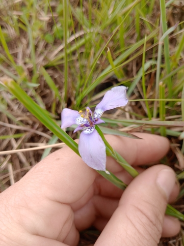 Image of Herbertia Amoena (Herbertia amoena) by (c) Dinorath Echandía Moreira, some rights reserved (CC BY)