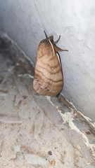 Lasiocampoidea