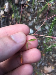 Euphorbia nutans