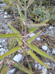 Kalanchoe daigremontiana