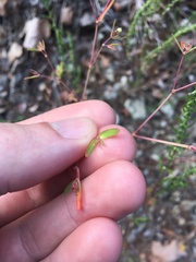 Euphorbia nutans