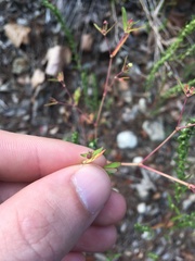 Euphorbia nutans