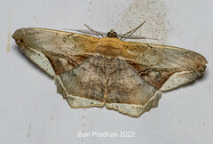 Chorodna metaphaearia