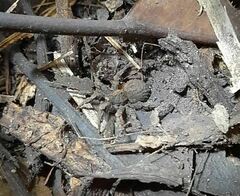 Cryptothele sundaica