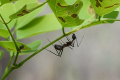 Camponotus angusticollis