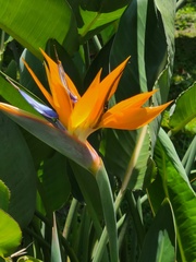 Strelitzia