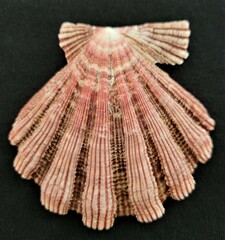 Nodipecten fragosus