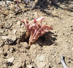 Aphyllon fasciculatum