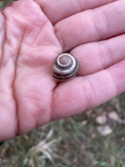 Cepaea nemoralis