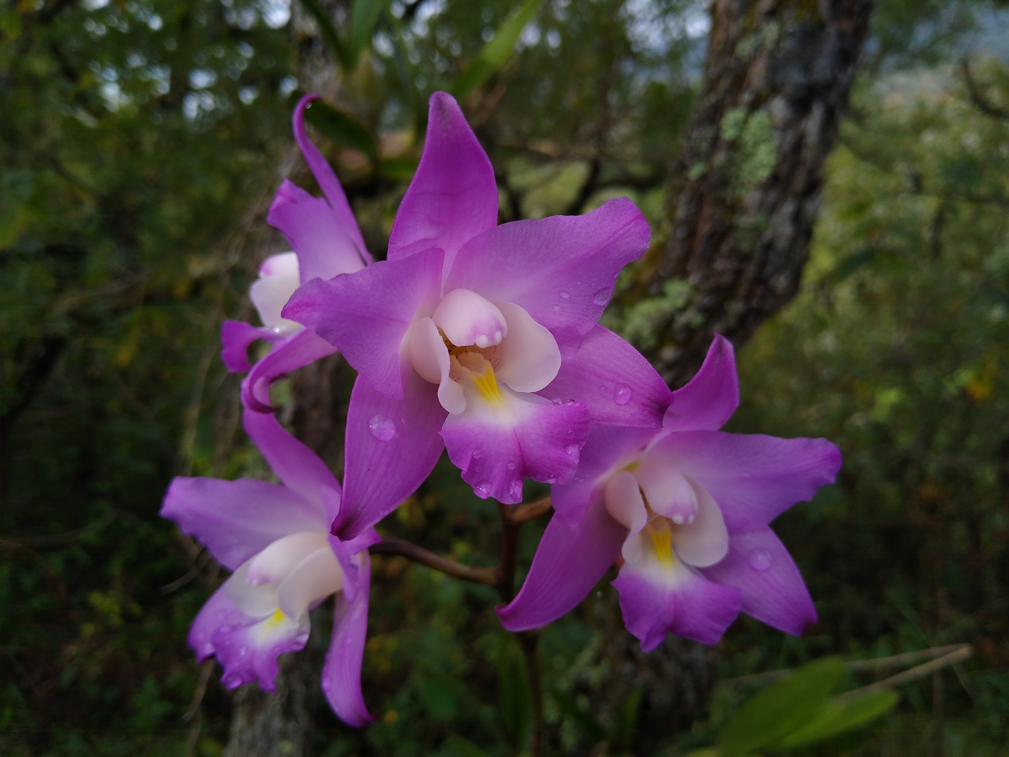 Flor de Muerto (Laelia autumnalis) · NaturaLista Colombia