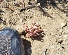 Aphyllon fasciculatum