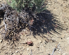 Aphyllon fasciculatum