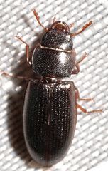 Tenebroides corticalis