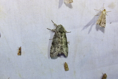 Macrurocampa marthesia
