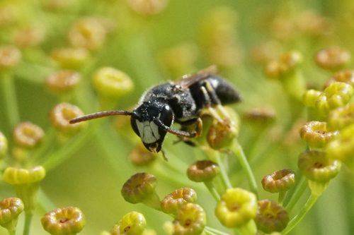 Hairy masked Bee photo 4