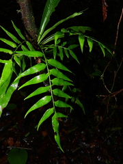Asplenium juglandifolium
