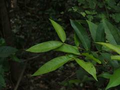 Syzygium samarangense