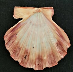 Nodipecten fragosus