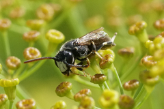 Hylaeus hyalinatus