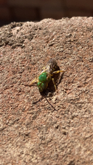 Agapostemon