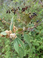 Ceanothus caeruleus