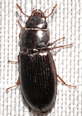 Tenebroides corticalis