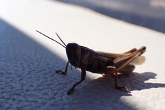 Eyprepocnemis plorans