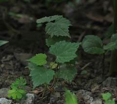Ampelopsis glandulosa hancei