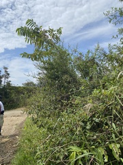 Vachellia macracantha